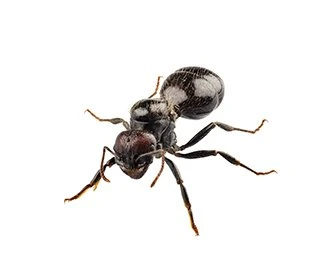 Black House Ant