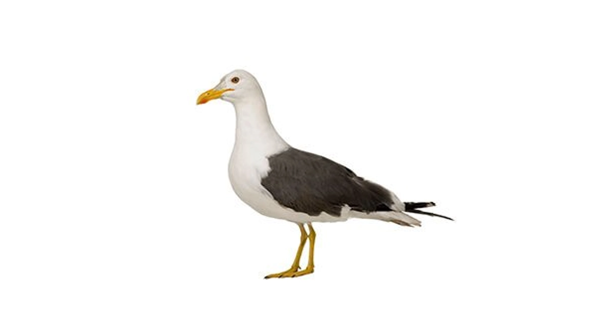 Möwe