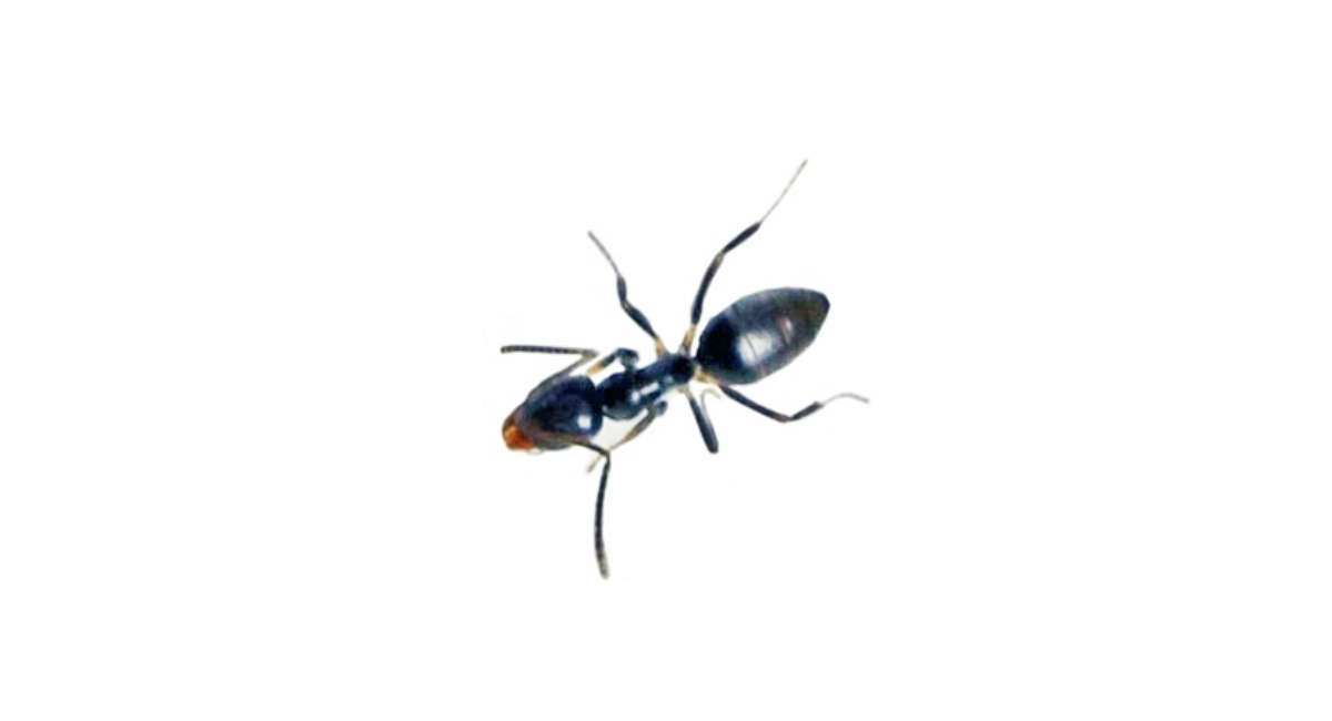 Odorous House Ant