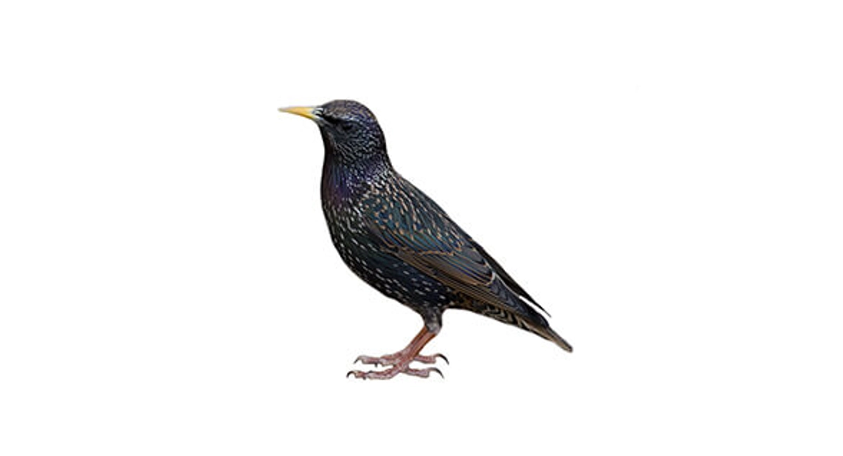 Starling