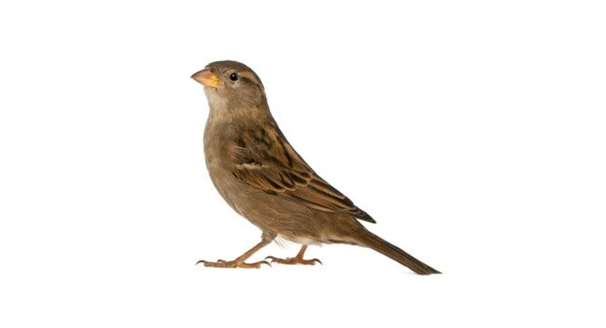 House Sparrow