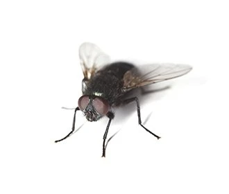 Bluebottle-fly