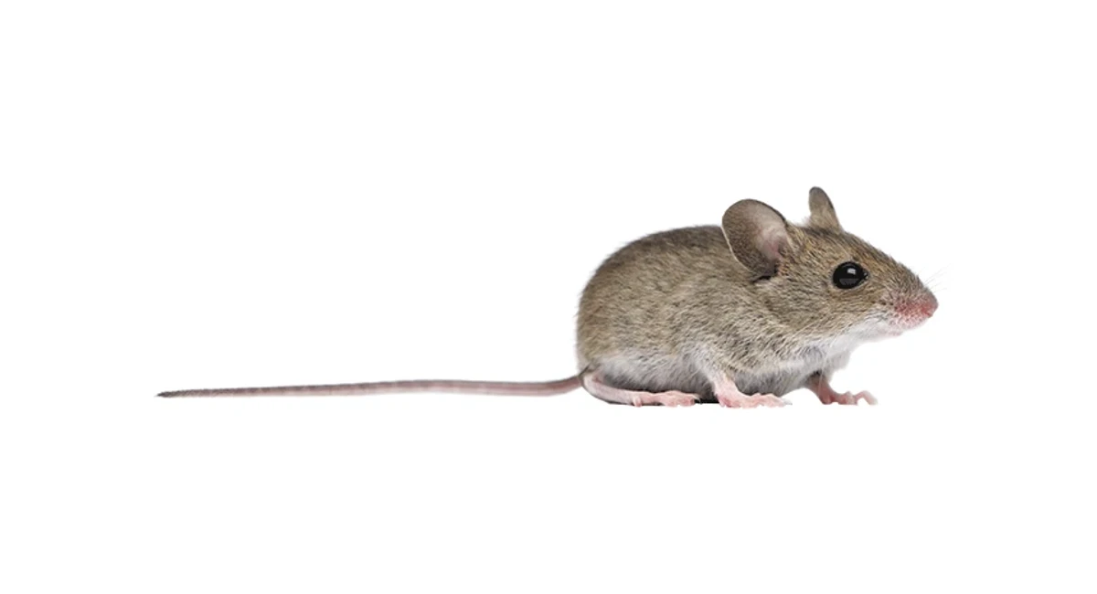 Brown Rat