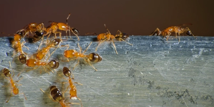 Pharaoh’s Ant